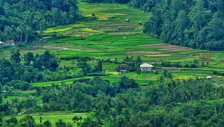 Website Resmi Nagari Padang Tarok Resmi Diluncurkan
